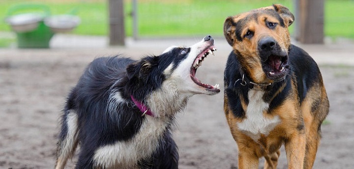 720rabia canina bajo